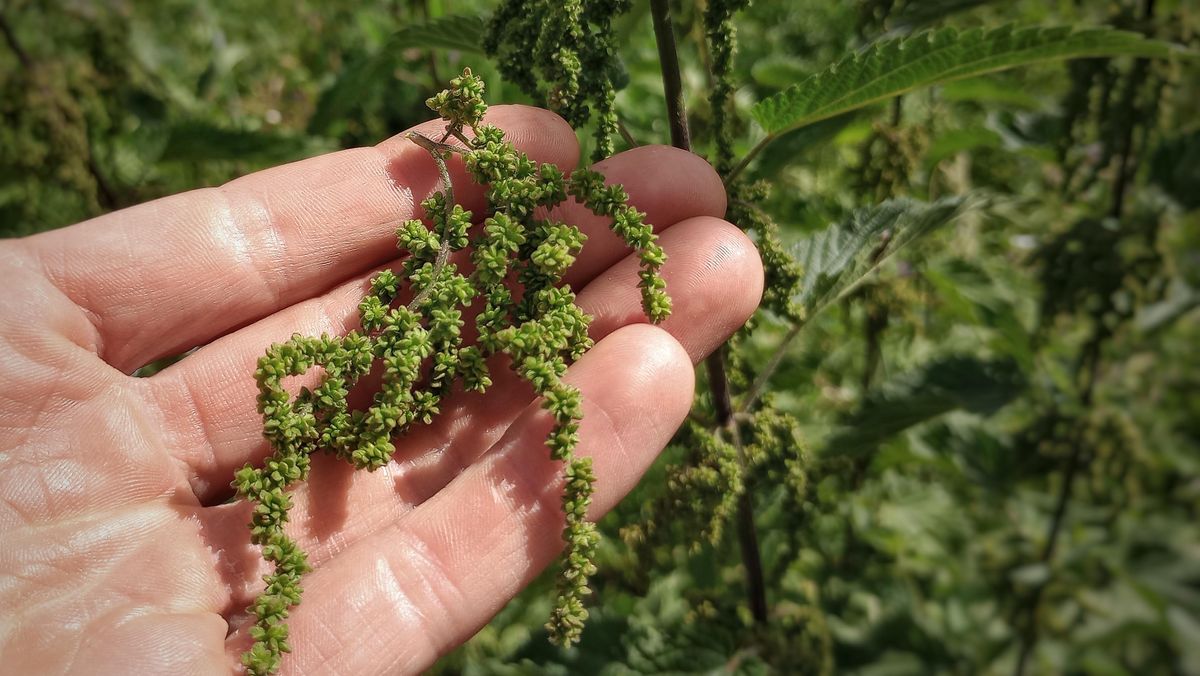 Collecting seeds from female nettles, as they are the largest, thickest, and most abundant on the plant